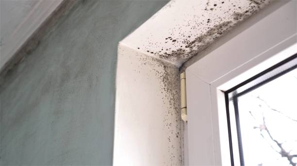 Best Post-Flood Mold Remediation in Manito, IL