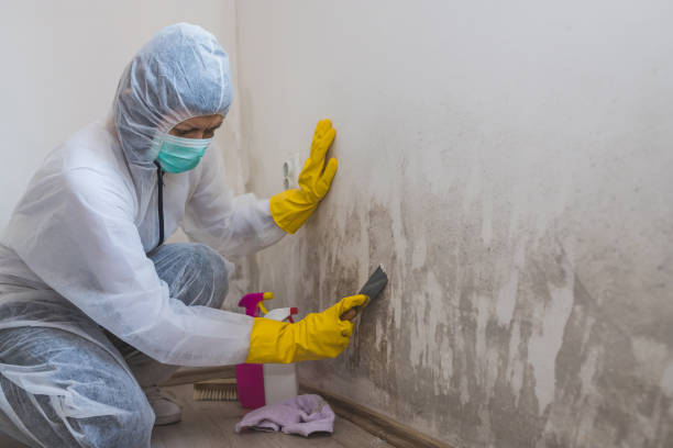 Best Localized Mold Remediation (e.g., coastal areas, humid climates) in Manito, IL