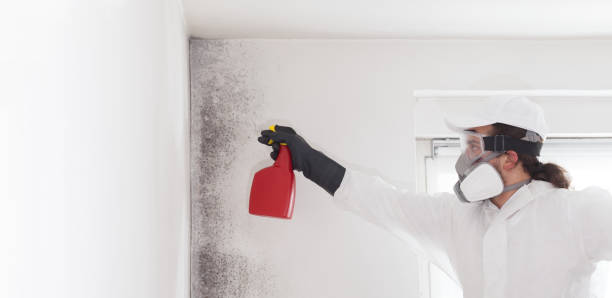Best DIY Mold Remediation Support Services in Manito, IL