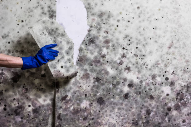 Best Mold Remediation for Specific Building Types in Manito, IL
