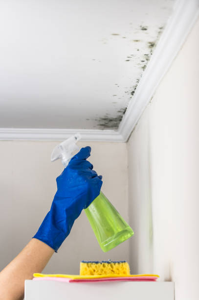 Best Localized Mold Remediation (e.g., coastal areas, humid climates) in Manito, IL