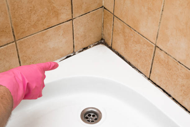Best Crawl Space Mold Remediation in Manito, IL